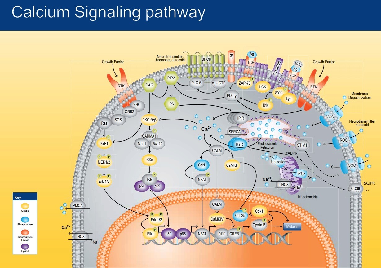 calcium - How intracellular Calcium signaling,  gradient and its role as a universal intracellular regulator points to design Calciu10