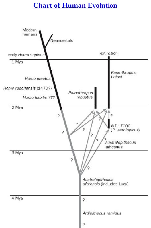 The origin of Homo Sapiens & timeline of human evolution Chart_10