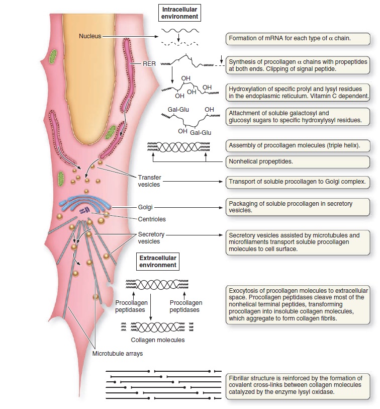 Collagen, the most abundant protein in the human body, and its synthesis Collag10