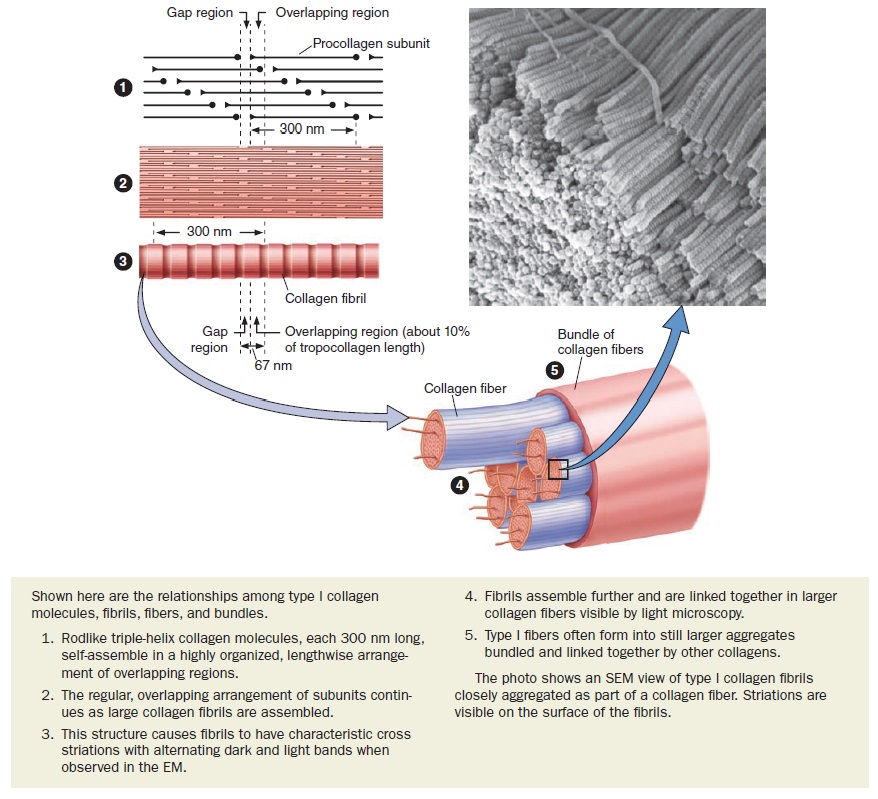 Collagen, the most abundant protein in the human body, and its synthesis Collag11