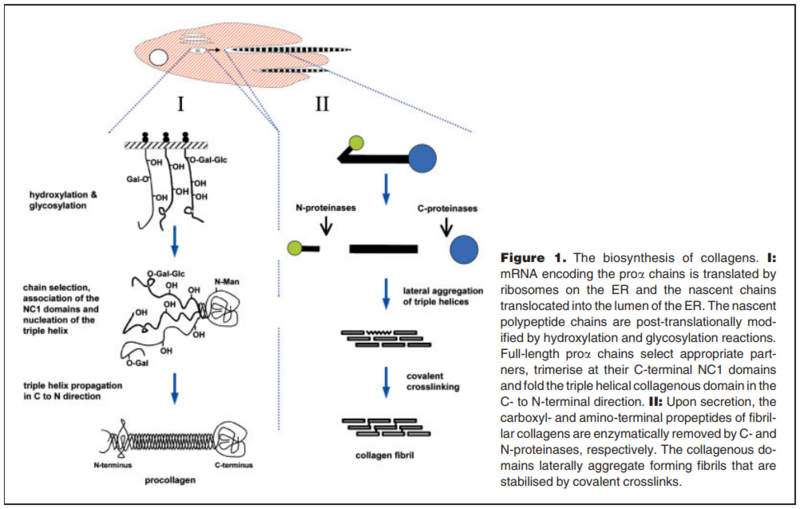 Collagen, the most abundant protein in the human body, and its synthesis Collag11