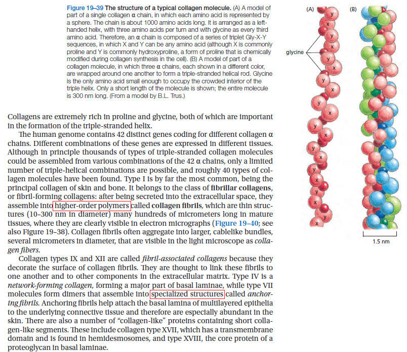 Collagen, the most abundant protein in the human body, and its synthesis Collag12