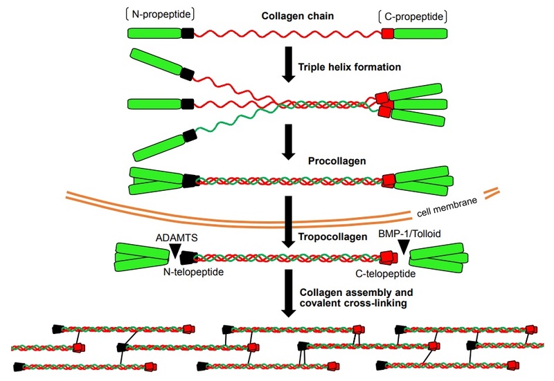 Collagen, the most abundant protein in the human body, and its synthesis Collag13