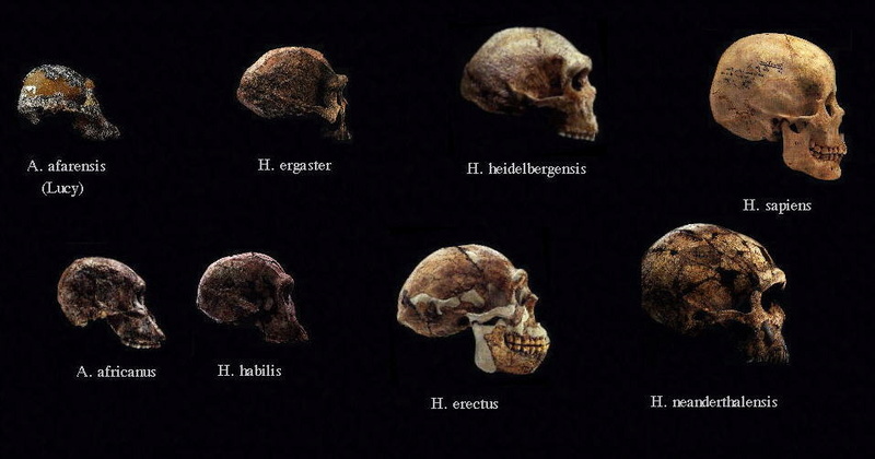 The origin of Homo Sapiens & timeline of human evolution Daaqdo10