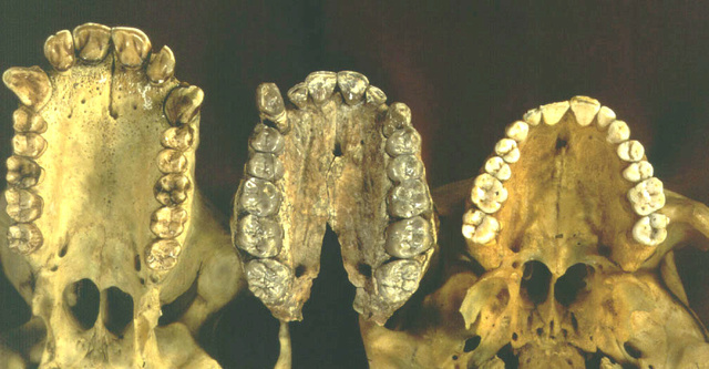 The origin of Homo Sapiens & timeline of human evolution Dentit10