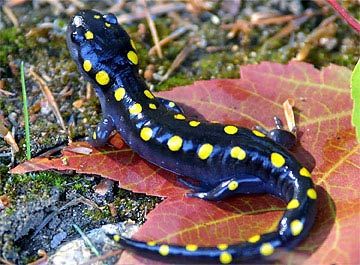 Salamanders are amazing E7754610