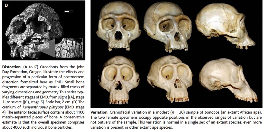 The origin of Homo Sapiens & timeline of human evolution Early_10