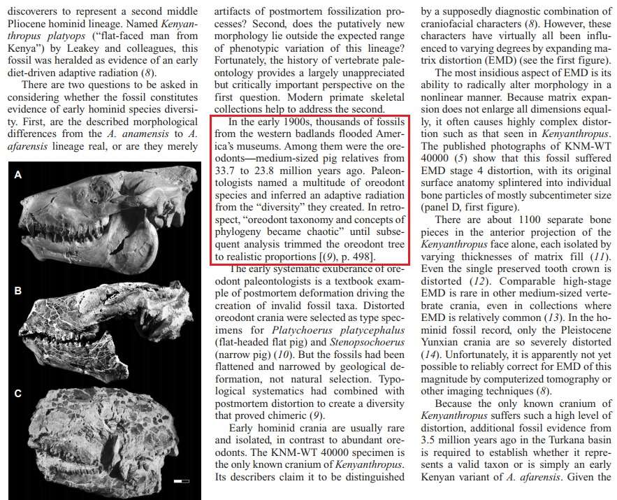 The origin of Homo Sapiens & timeline of human evolution Early_13