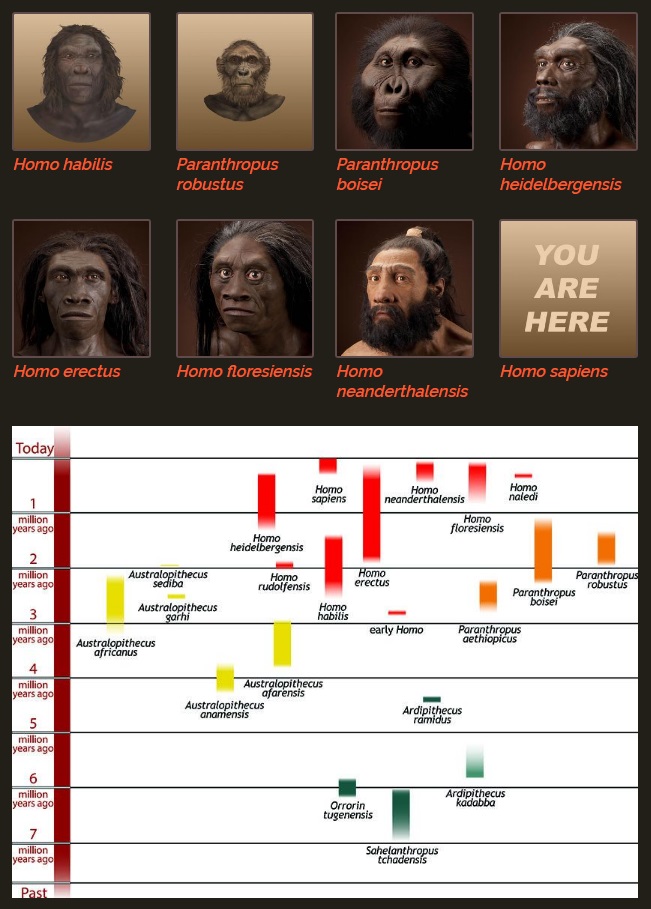 The origin of Homo Sapiens & timeline of human evolution Early_14