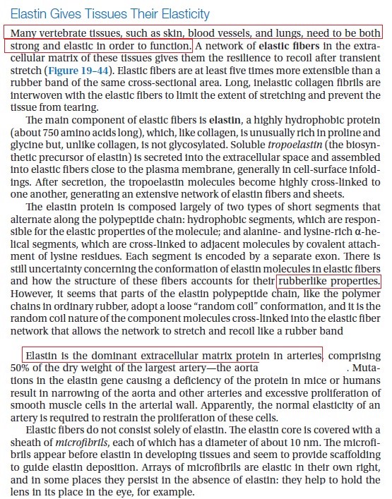 Collagen, the most abundant protein in the human body, and its synthesis Elasti10