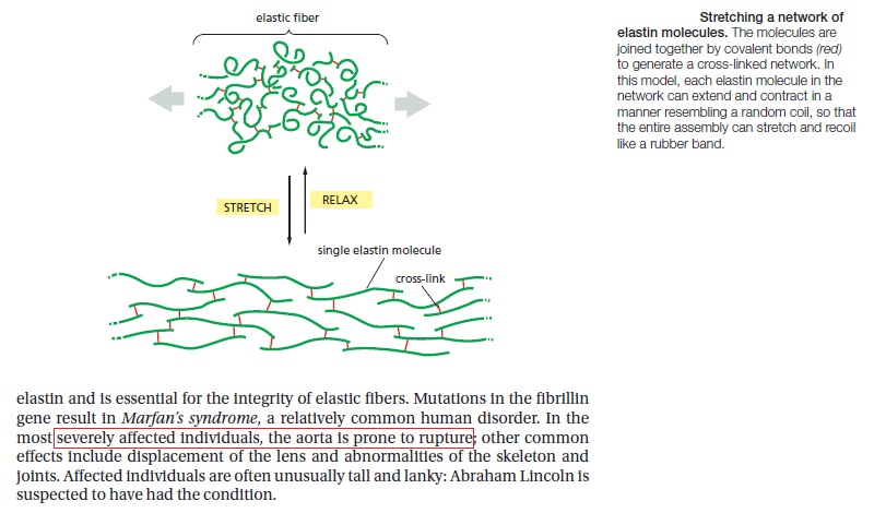 Collagen, the most abundant protein in the human body, and its synthesis Elasti11