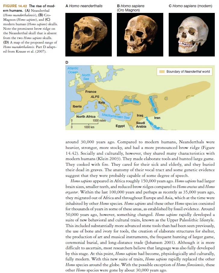 The origin of Homo Sapiens & timeline of human evolution Evolut13