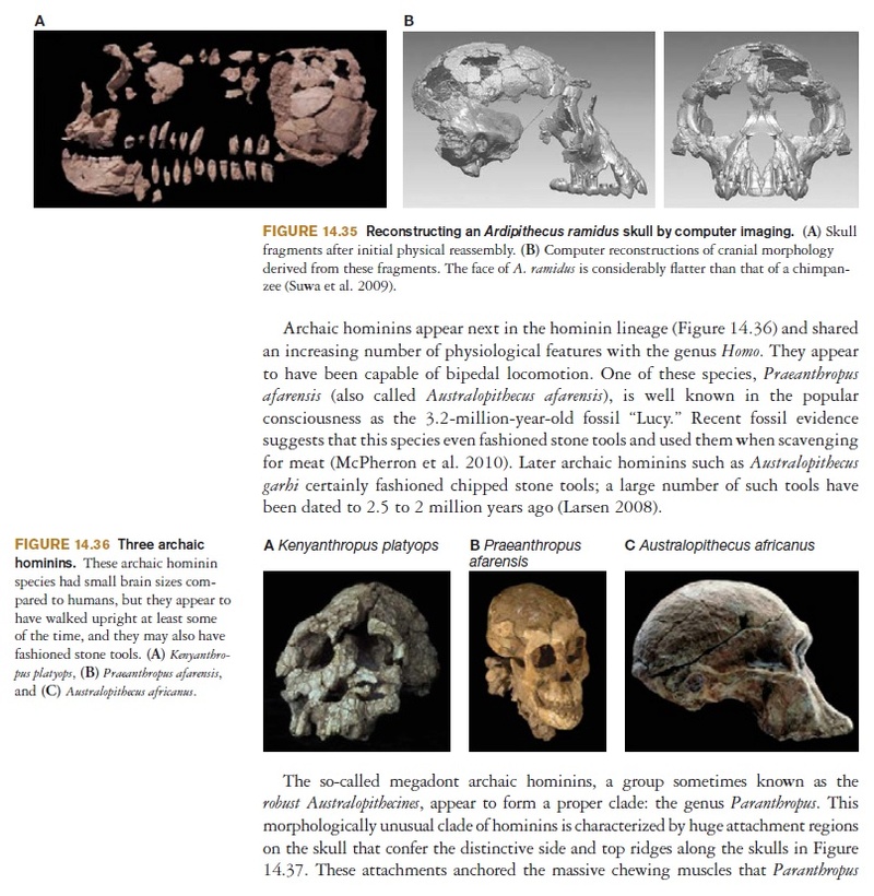 The origin of Homo Sapiens & timeline of human evolution Evolut17