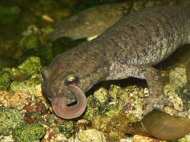 Salamanders are amazing Ezaaza10