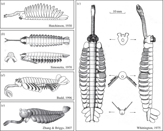 Opabinia - the strangest animal of the Cambrian F2_lar11