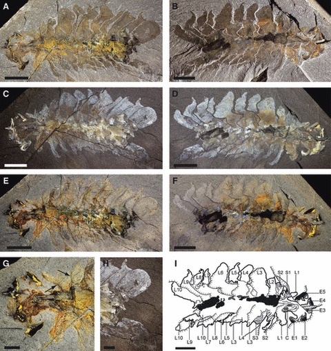 Opabinia - the strangest animal of the Cambrian Figure10