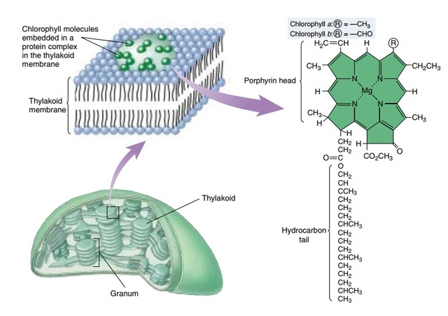 Chloroplasts and mitochondria: Completing an energy cycle Granum10