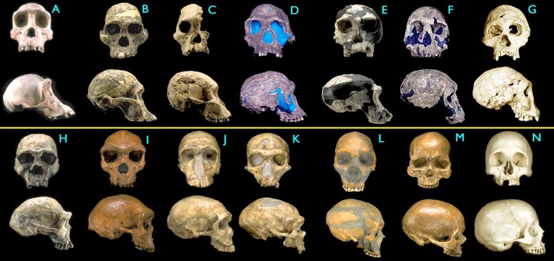 The origin of Homo Sapiens & timeline of human evolution Homini15