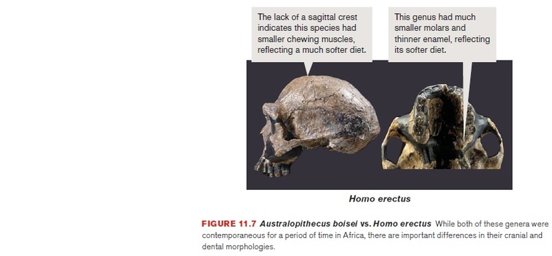 The origin of Homo Sapiens & timeline of human evolution Homo_e11
