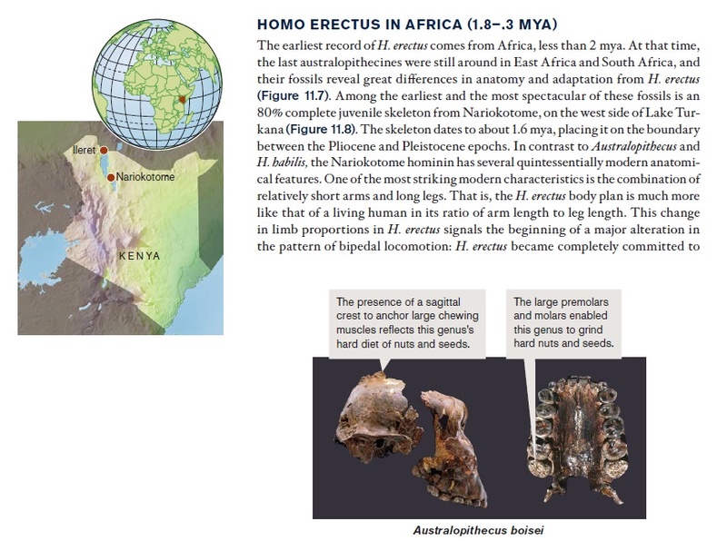 The origin of Homo Sapiens & timeline of human evolution Homo_e13