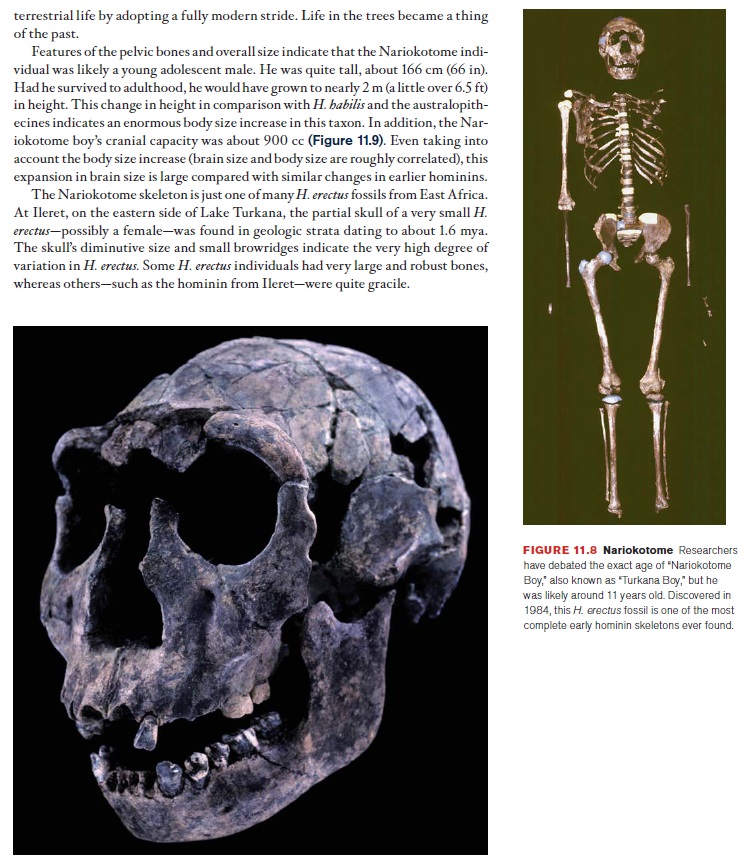 The origin of Homo Sapiens & timeline of human evolution Homo_e14