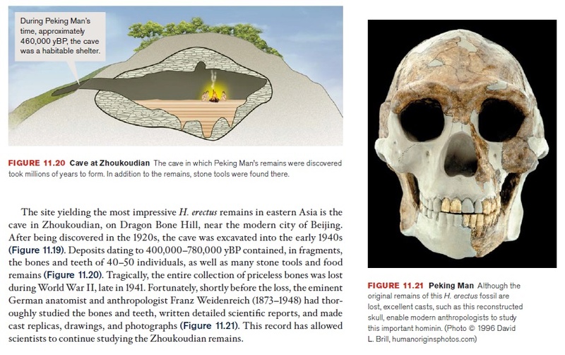 The origin of Homo Sapiens & timeline of human evolution Homo_e15