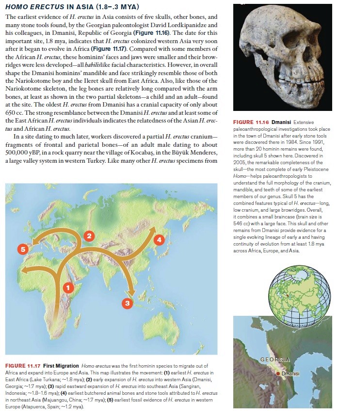The origin of Homo Sapiens & timeline of human evolution Homo_e18