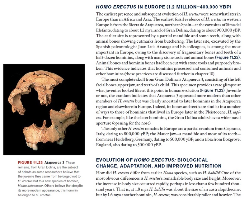 The origin of Homo Sapiens & timeline of human evolution Homo_e19
