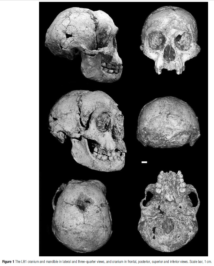 The origin of Homo Sapiens & timeline of human evolution Homo_e20