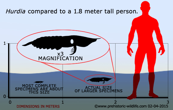 Anomalocaris another Science-fiction like creature Hurdia10