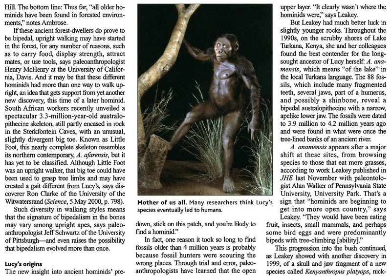 The origin of Homo Sapiens & timeline of human evolution In_sea11