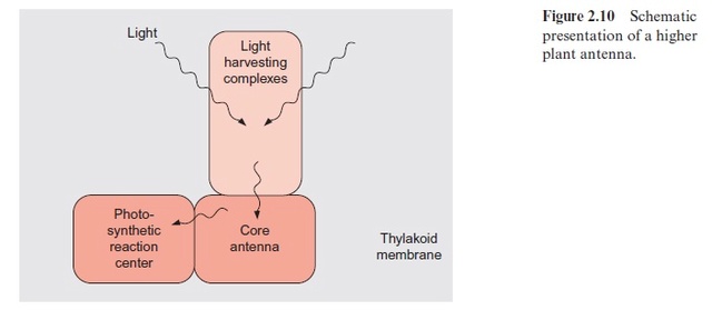 Light harvesting complex of photosynthesis Light_14