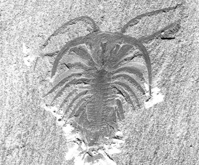 Marrella - another awesome Cambrian fossil Marrel12