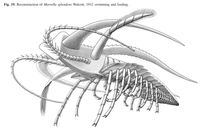 Marrella - another awesome Cambrian fossil Marrel13