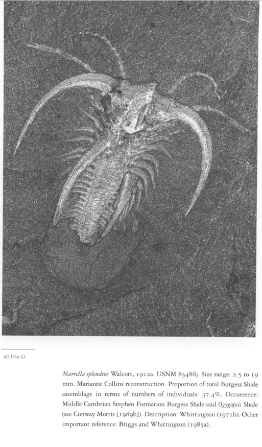 Marrella - another awesome Cambrian fossil Marrel15