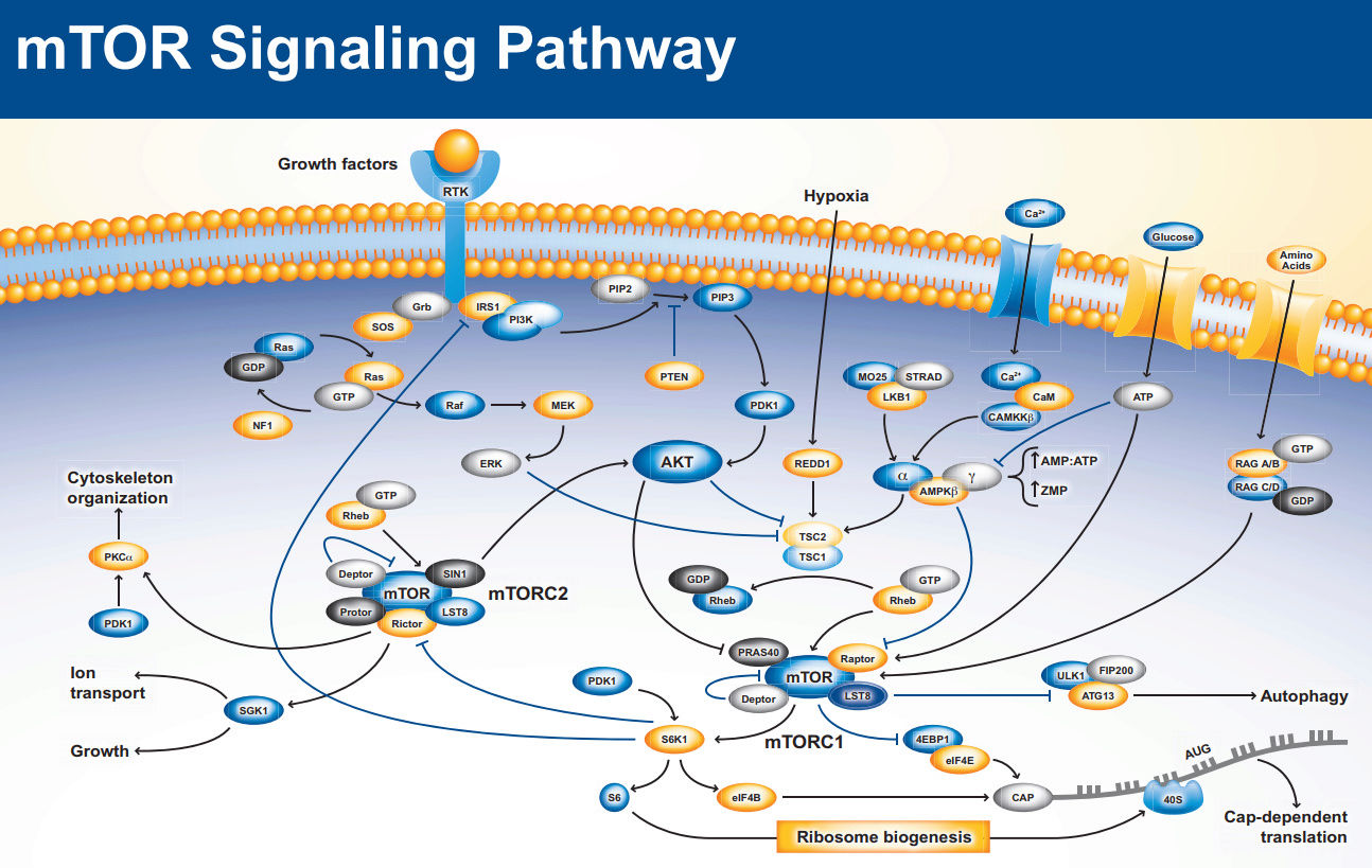 The Very Intelligent Protein mTOR Mtor_s10