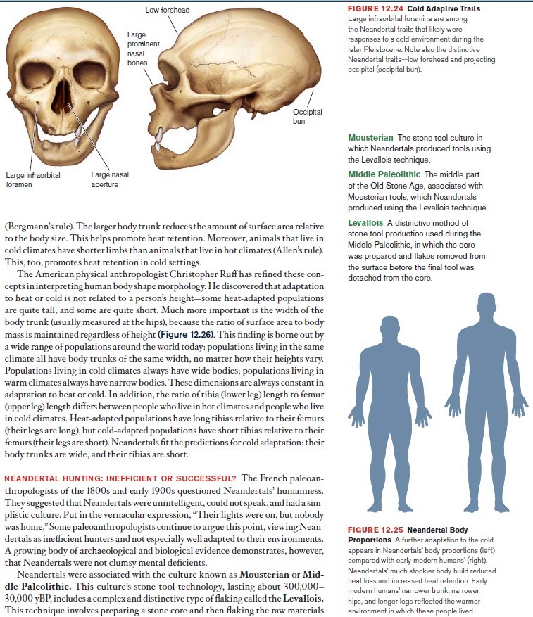 The origin of Homo Sapiens & timeline of human evolution Neande14