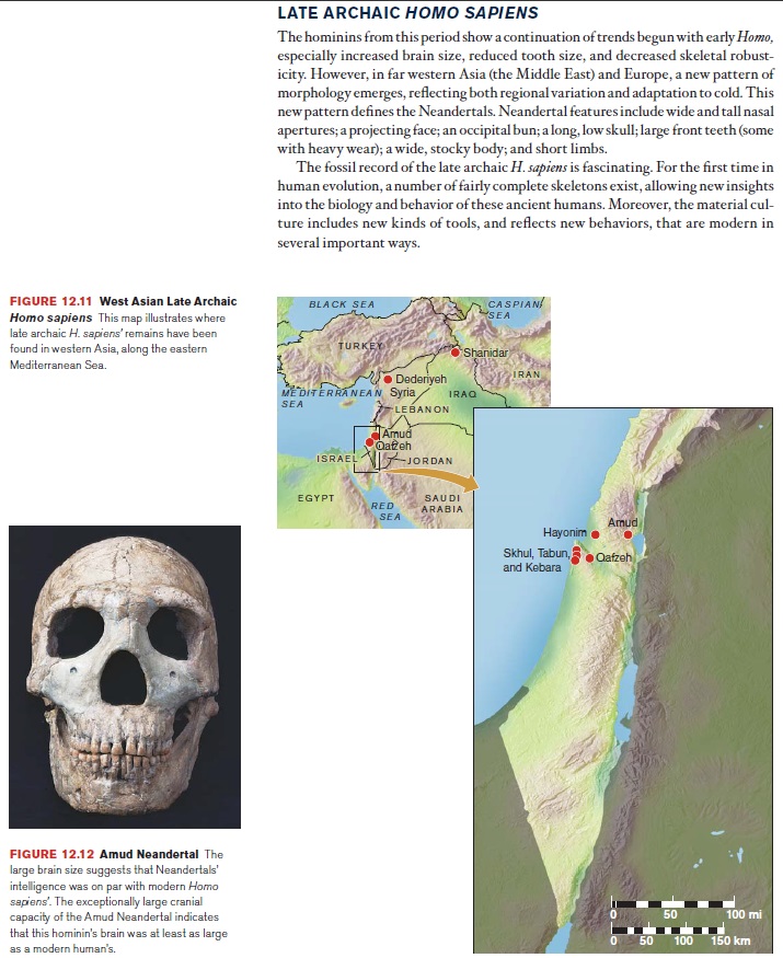 The origin of Homo Sapiens & timeline of human evolution Neande16