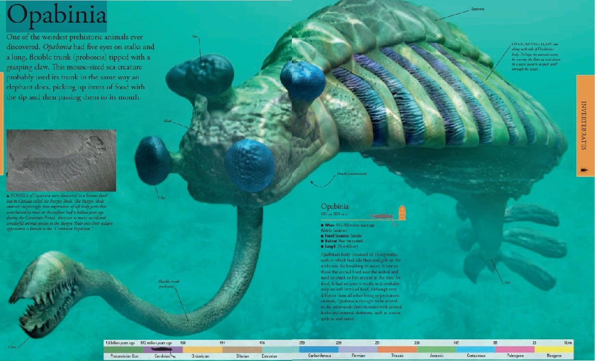 Opabinia - the strangest animal of the Cambrian Opabin11