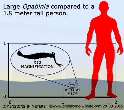 Opabinia - the strangest animal of the Cambrian Opabin12