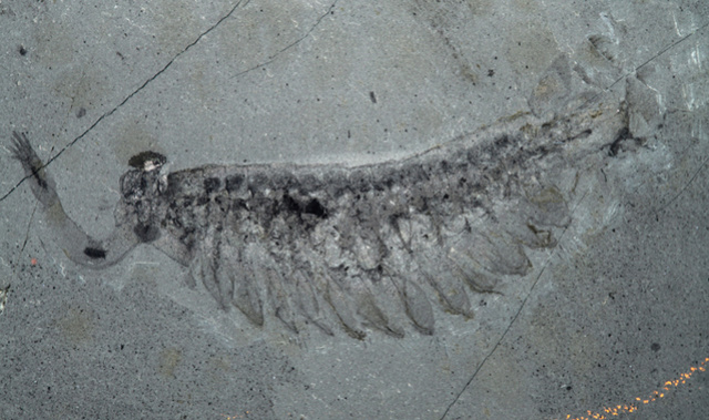 Opabinia - the strangest animal of the Cambrian Opabin13