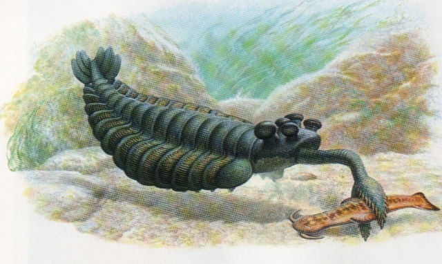 Opabinia - the strangest animal of the Cambrian Opabin14