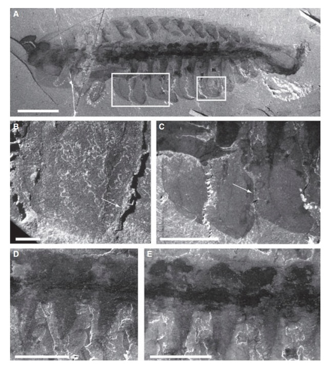 Opabinia - the strangest animal of the Cambrian Opabin16