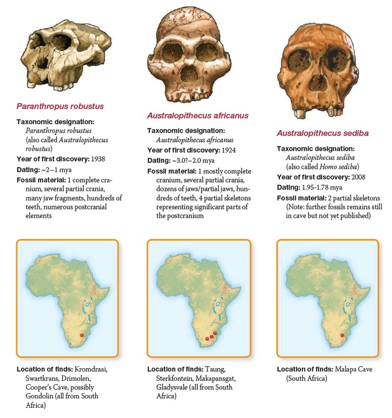 The origin of Homo Sapiens & timeline of human evolution Parant10