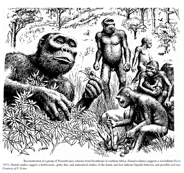 The origin of Homo Sapiens & timeline of human evolution Parant11