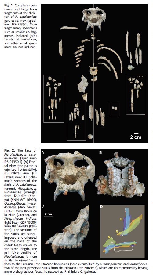 The origin of Homo Sapiens & timeline of human evolution Pierol10