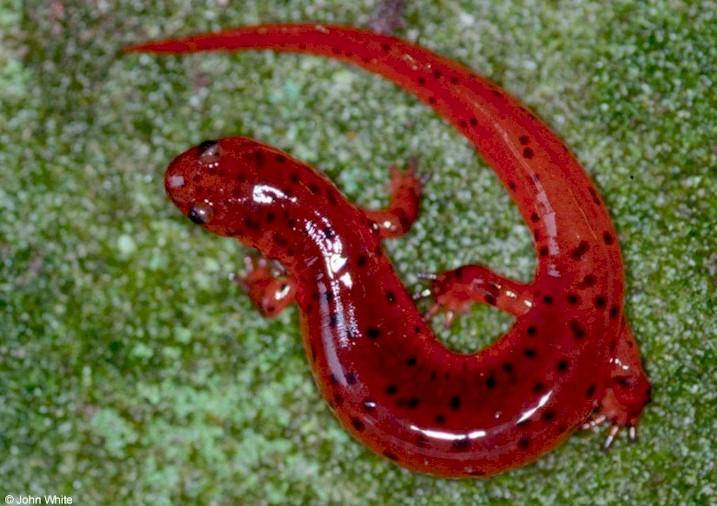 Salamanders are amazing Pseudo11