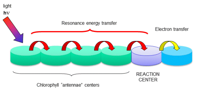 Light harvesting complex of photosynthesis Reacti10