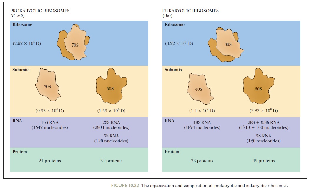 Translation through ribosomes,  amazing nano machines Riboso10