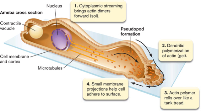 Slime molds Sfmb4e10